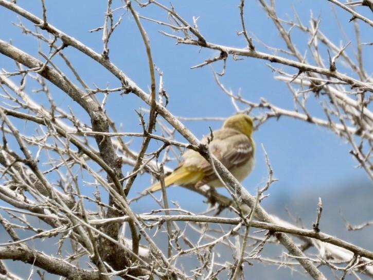 Oriole de Bullock - ML637994642