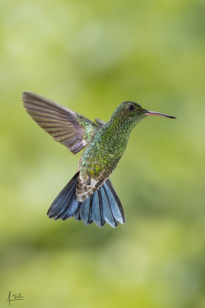 Steely-vented Hummingbird - ML637994671