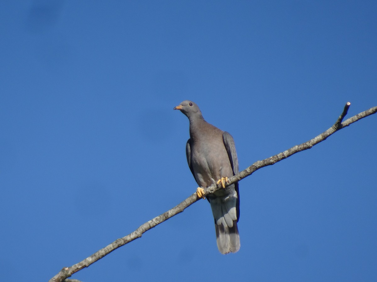 Band-tailed Pigeon - ML637994696