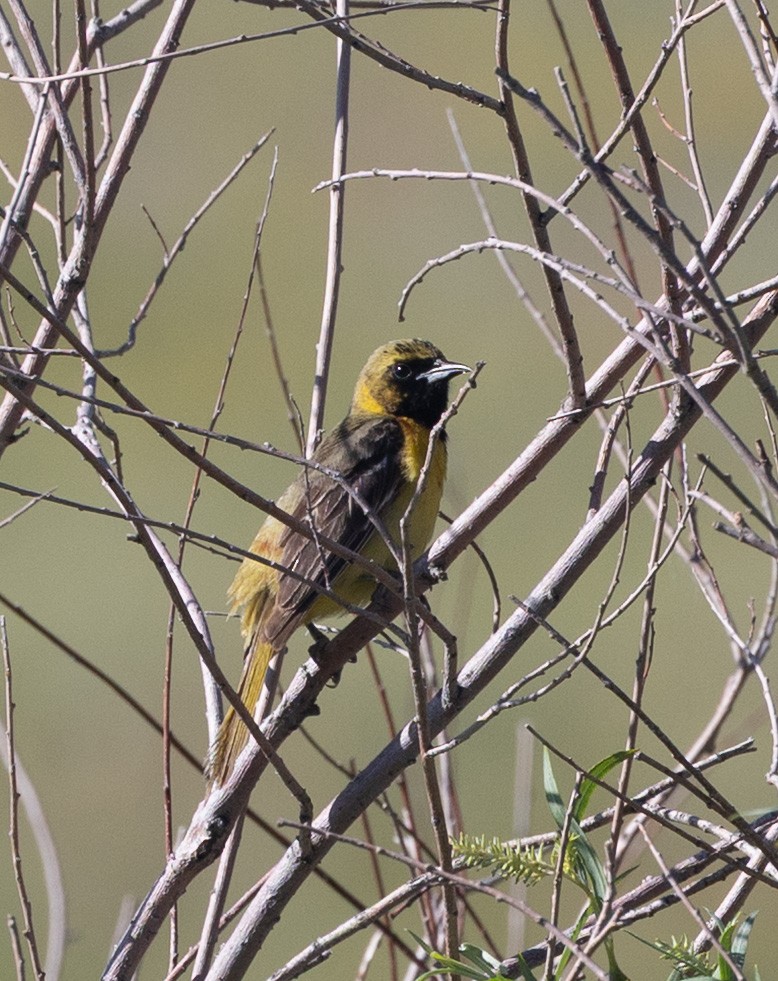 Orchard Oriole - ML637994697