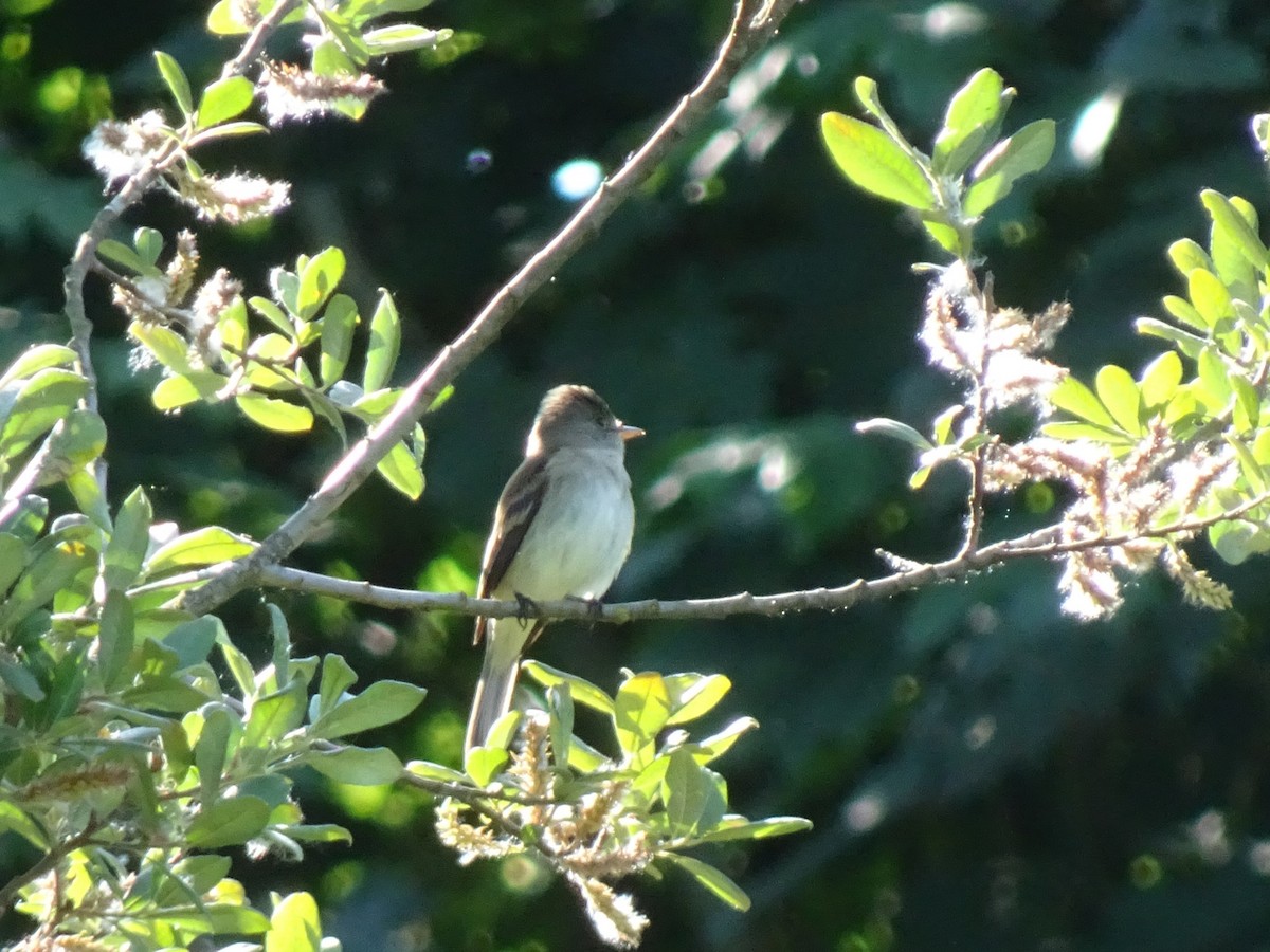 Willow Flycatcher - ML637994703