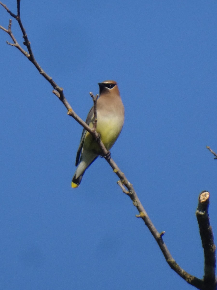 Cedar Waxwing - ML637994710