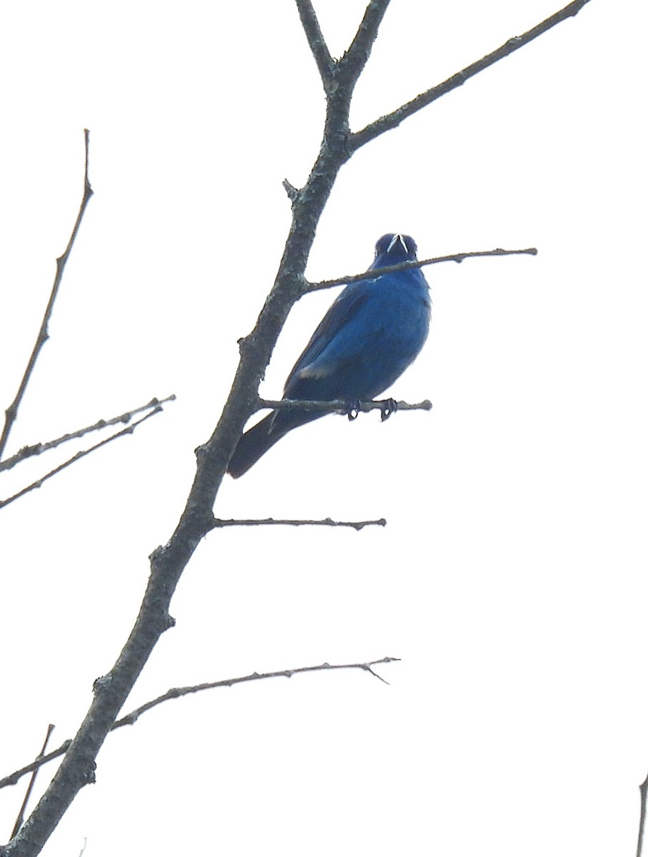 Indigo Bunting - ML637994789