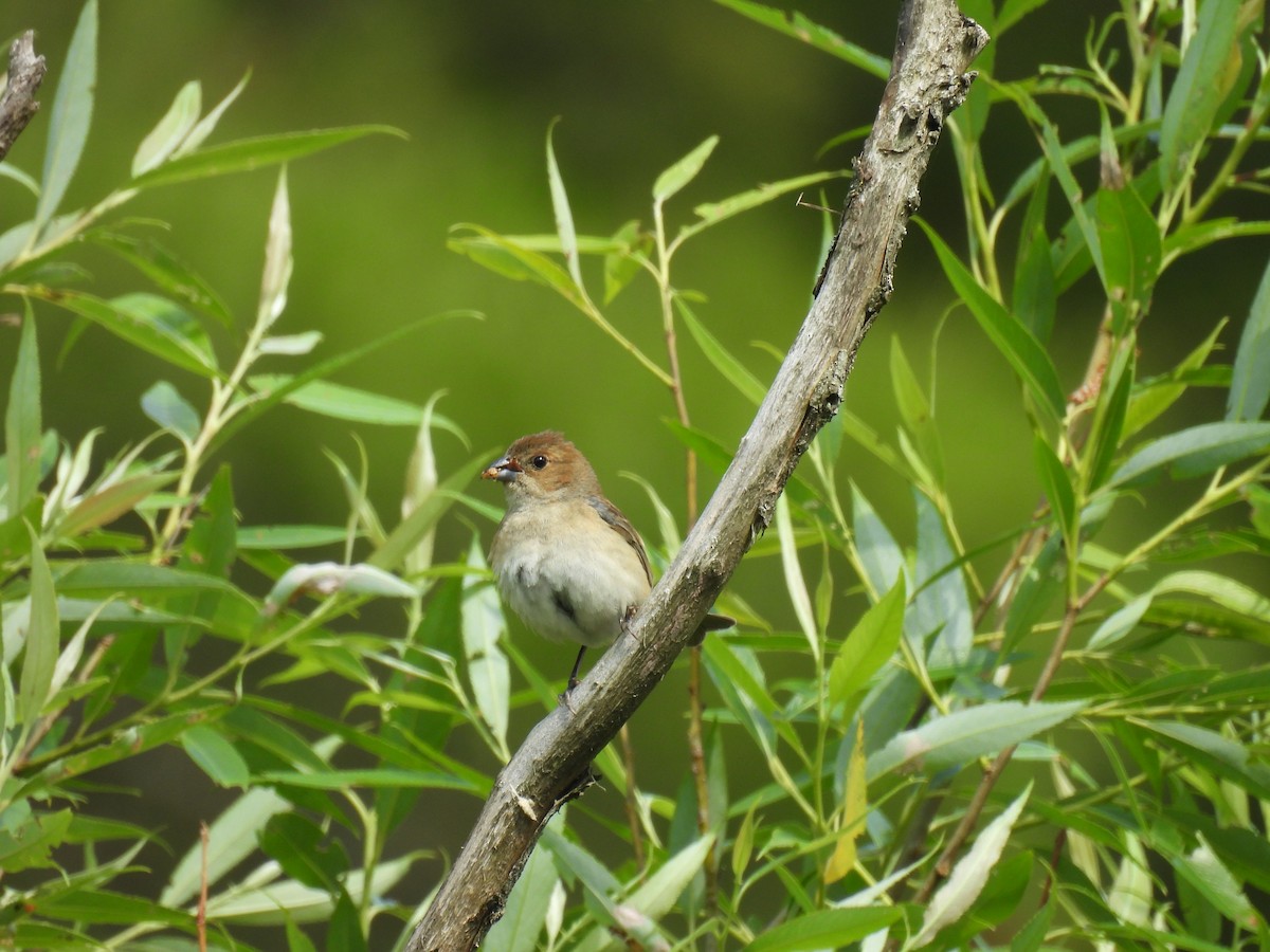 Indigo Bunting - ML637994790