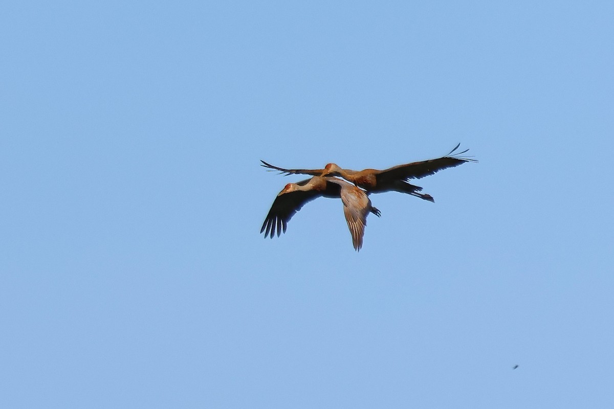 Sandhill Crane - ML637994801