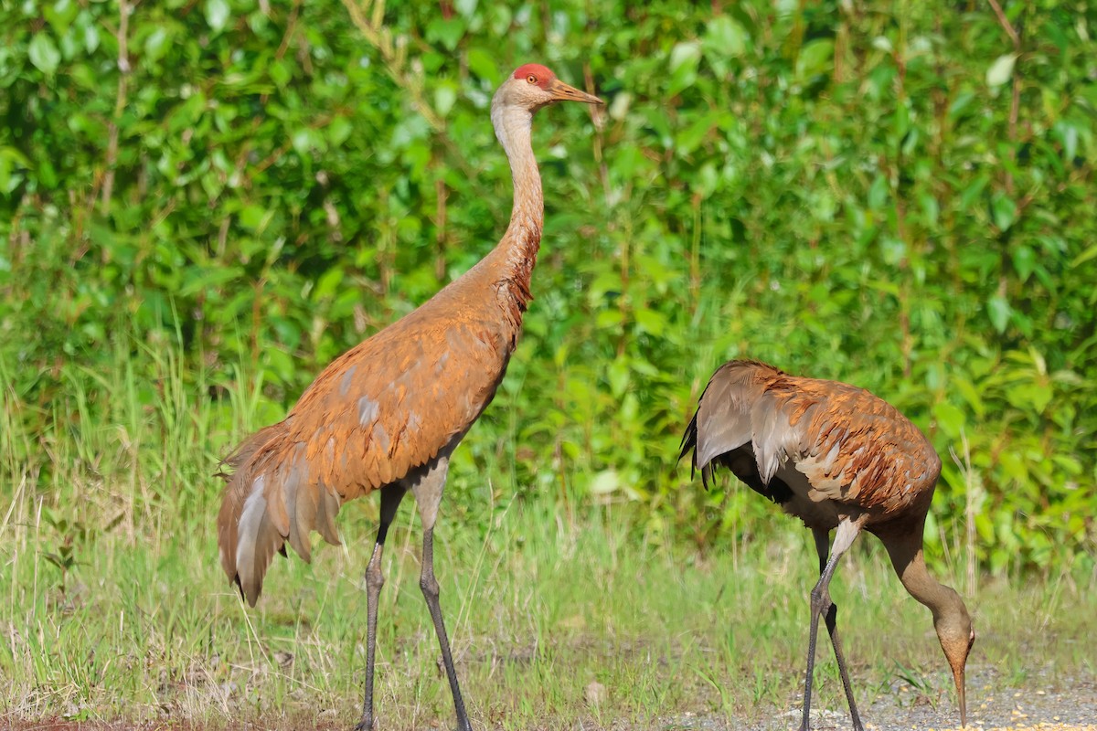 Sandhill Crane - ML637994802