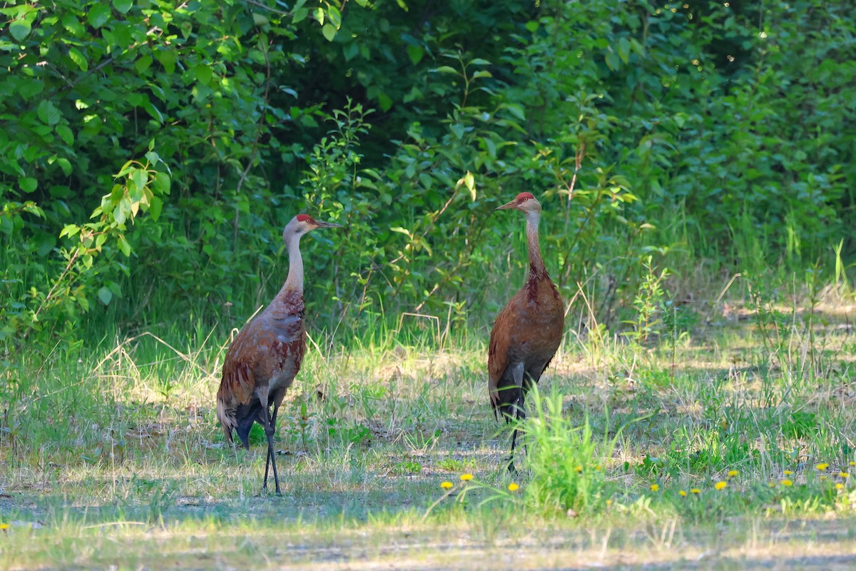 Sandhill Crane - ML637994803