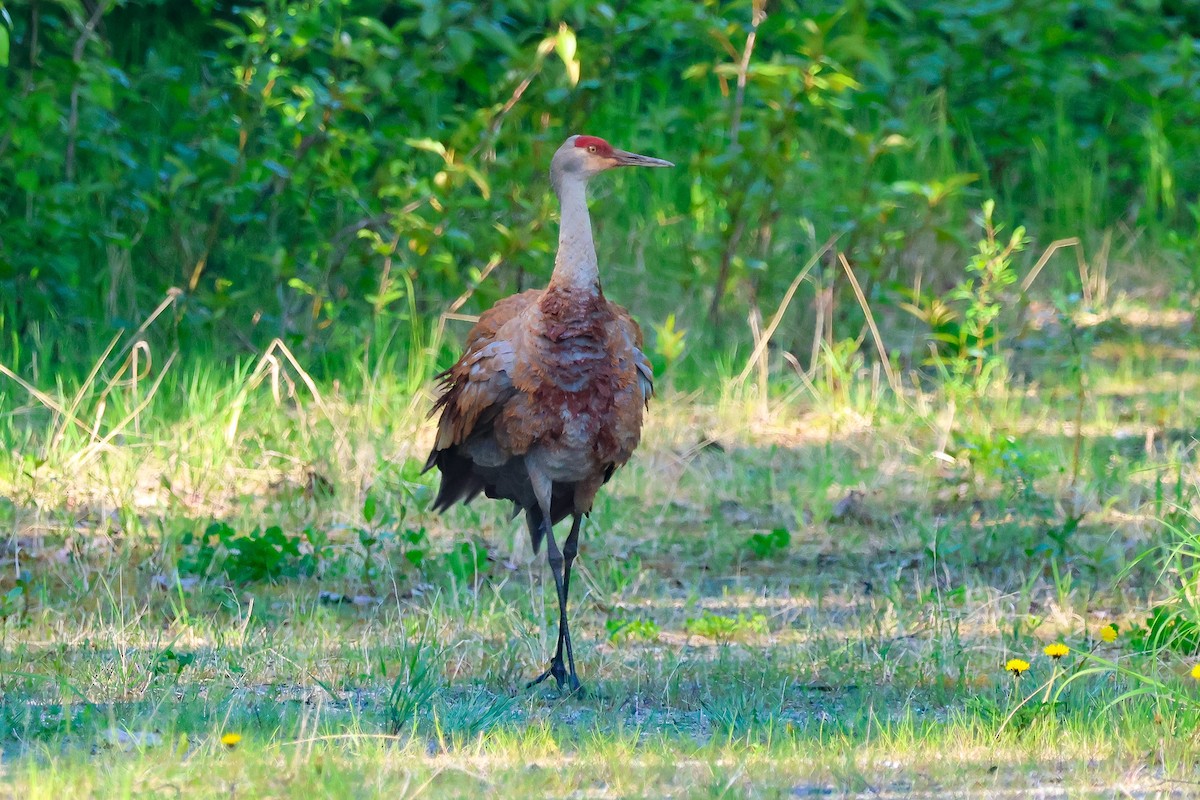 Sandhill Crane - ML637994804