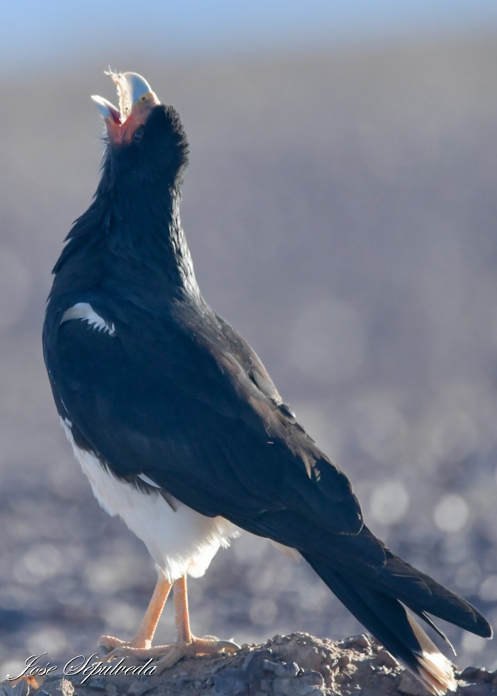 Mountain Caracara - ML637994842
