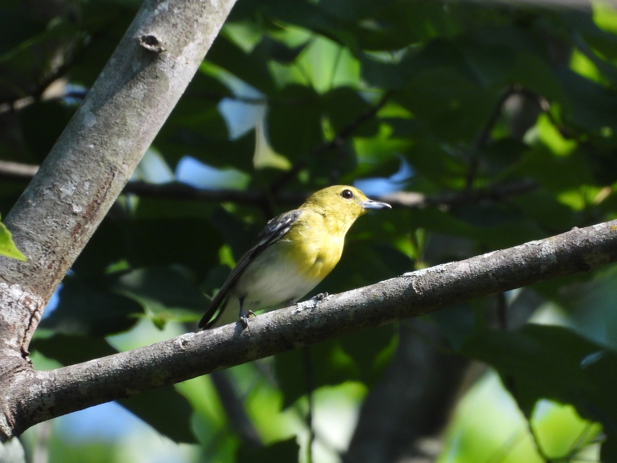 Yellow-throated Vireo - ML637994876