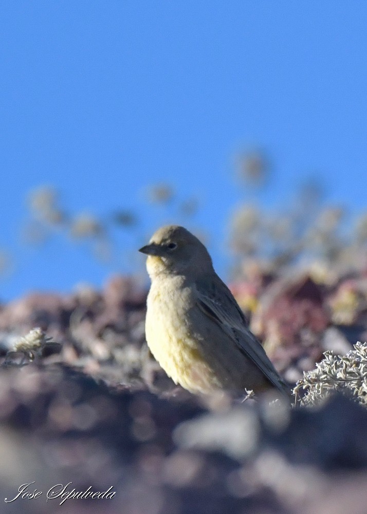 Greenish Yellow-Finch - ML637994896