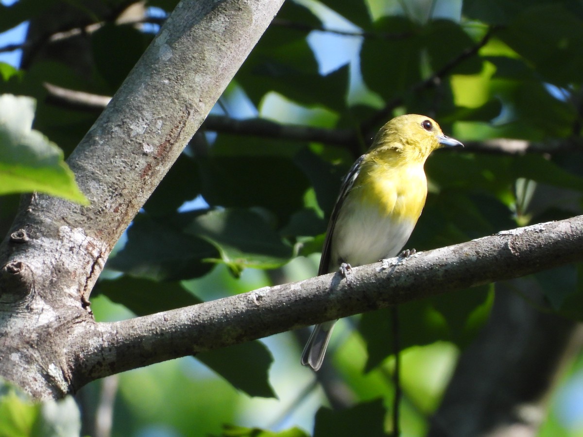 Yellow-throated Vireo - ML637994936