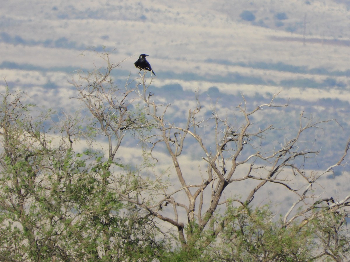 Chihuahuan Raven - ML637994979