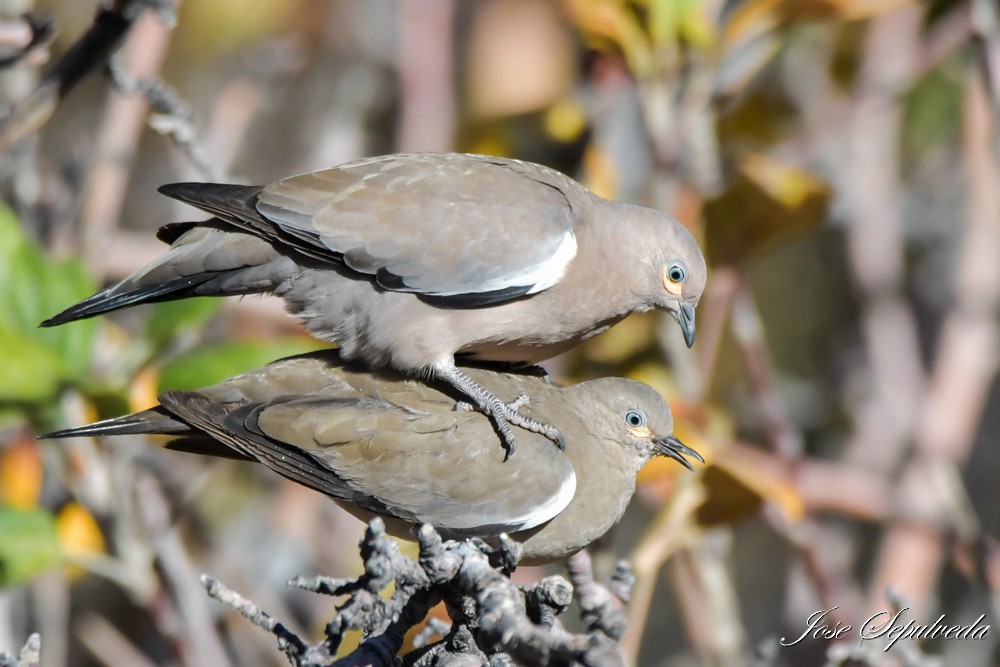 Black-winged Ground Dove - ML637995003