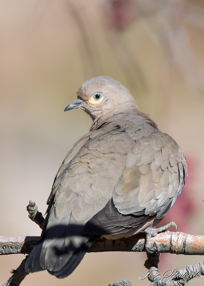 Black-winged Ground Dove - ML637995004