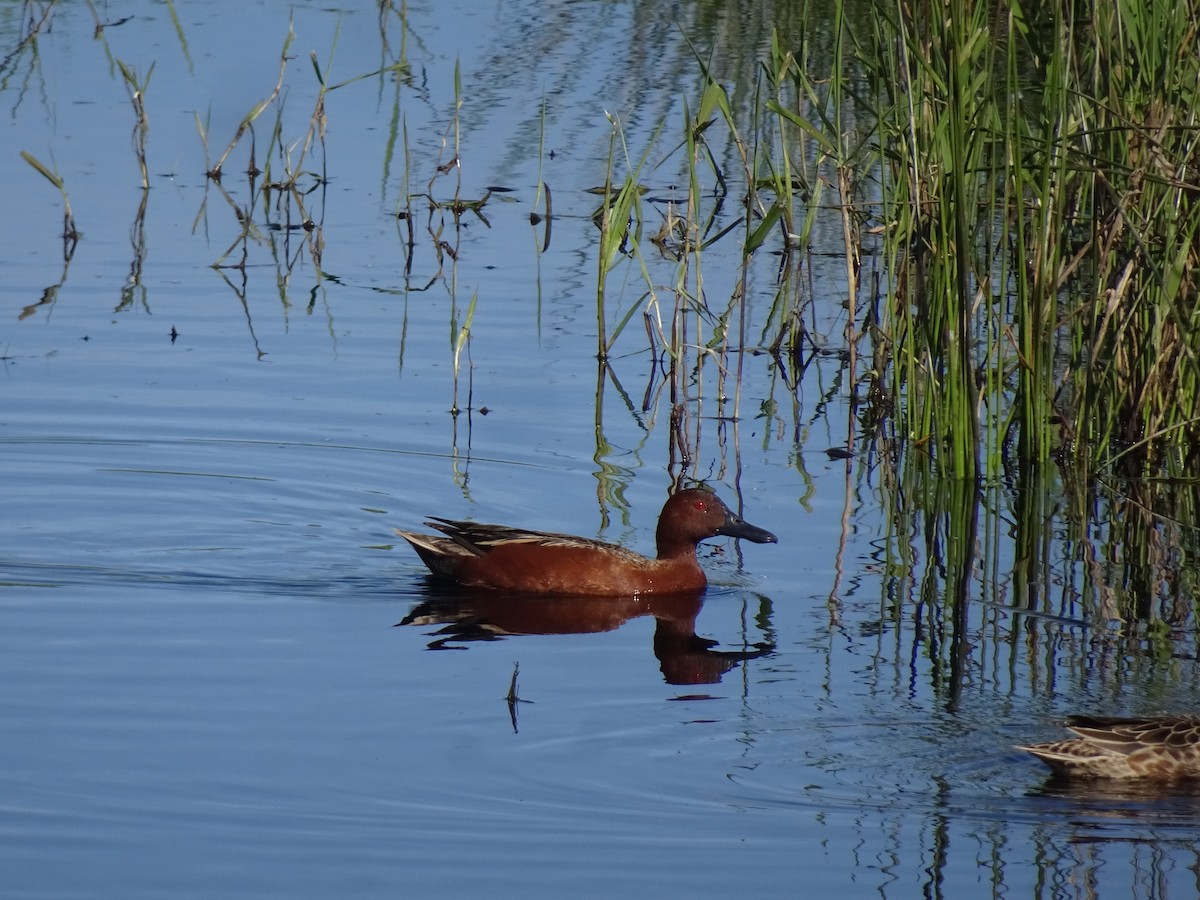 Cinnamon Teal - ML637995031