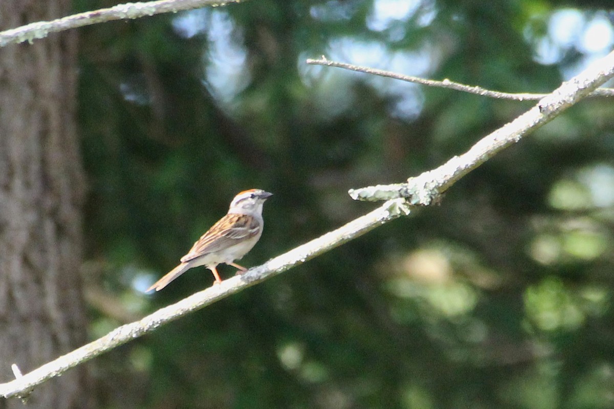 Chipping Sparrow - ML637995033