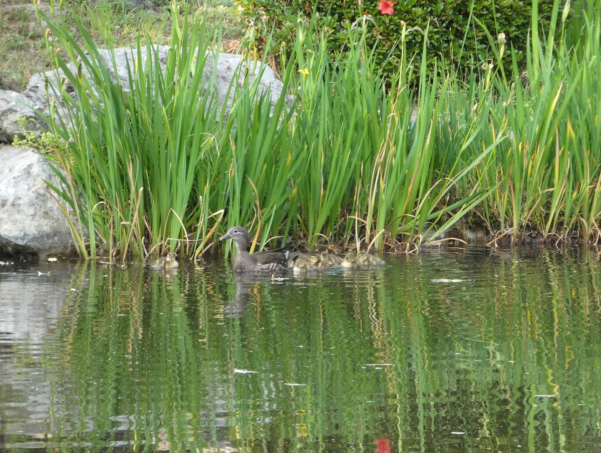 Мандаринка - ML637995076