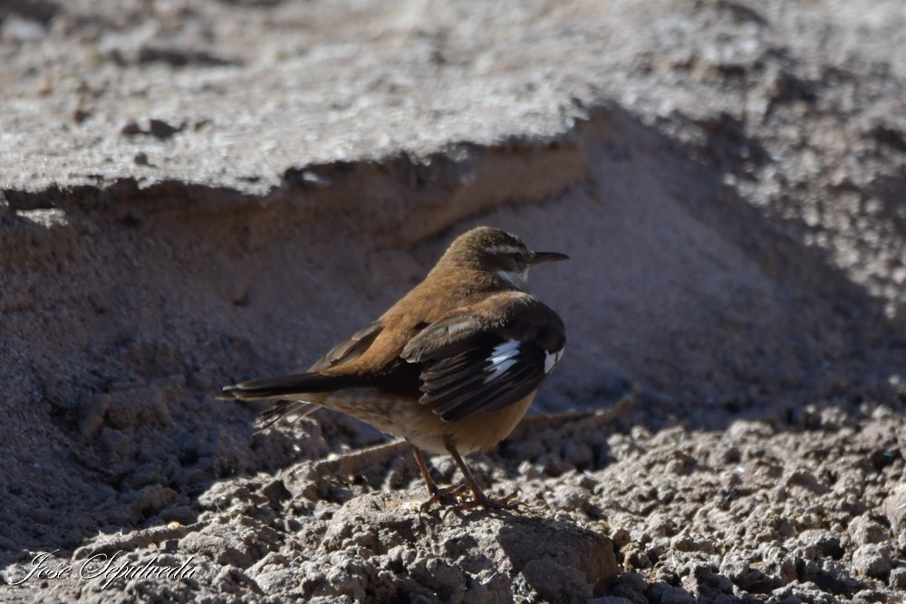 White-winged Cinclodes - ML637995079