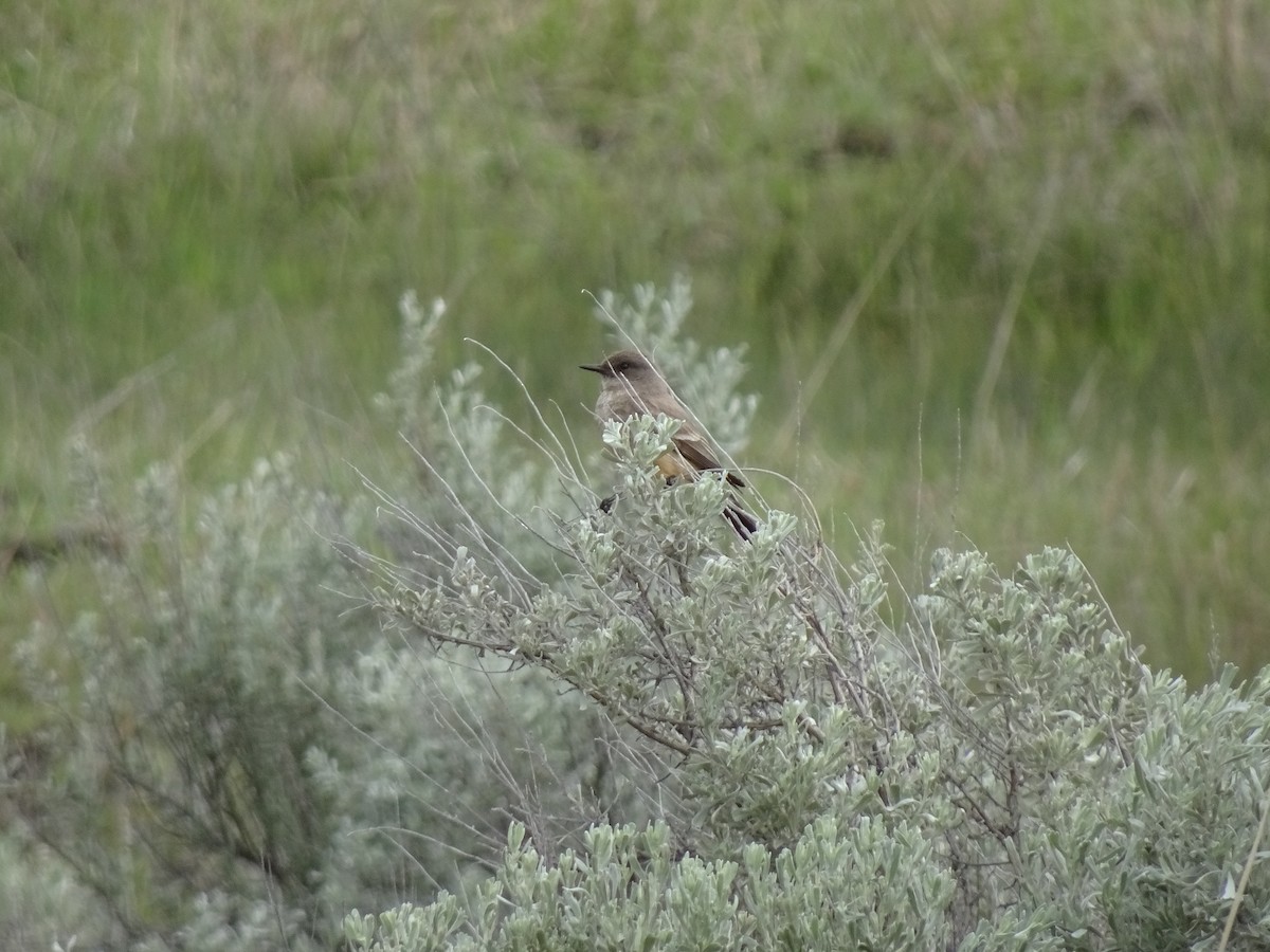 Say's Phoebe - ML637995080