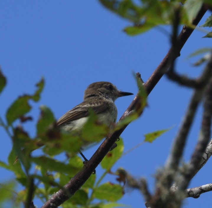 Galapagos Flycatcher - ML637995081