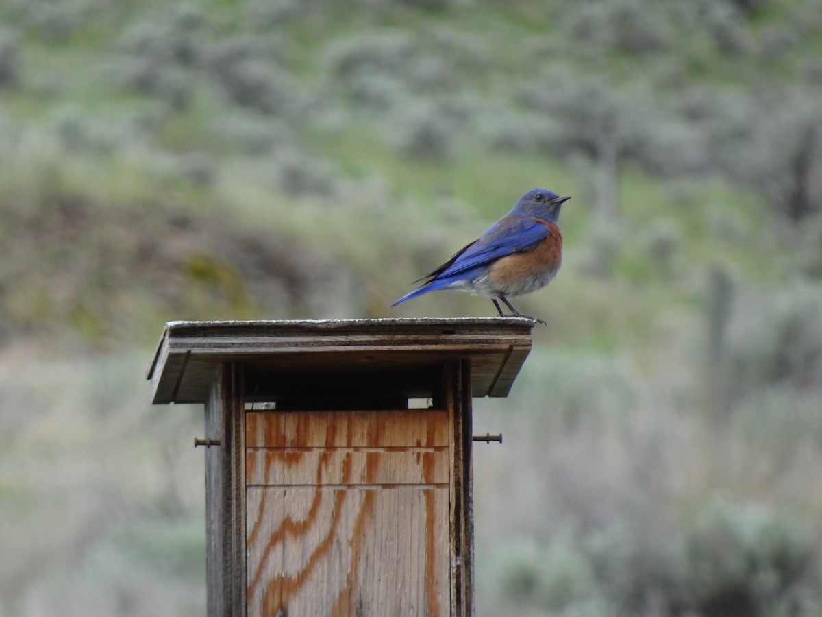 Western Bluebird - ML637995094