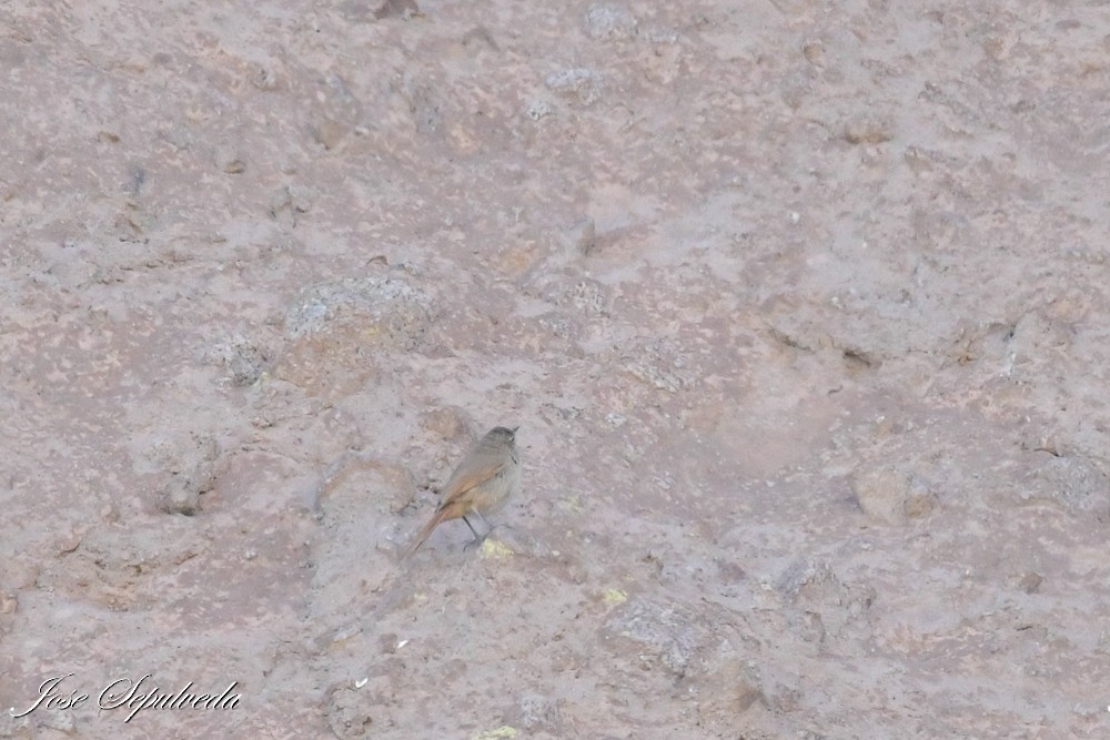 Cordilleran Canastero - ML637995095