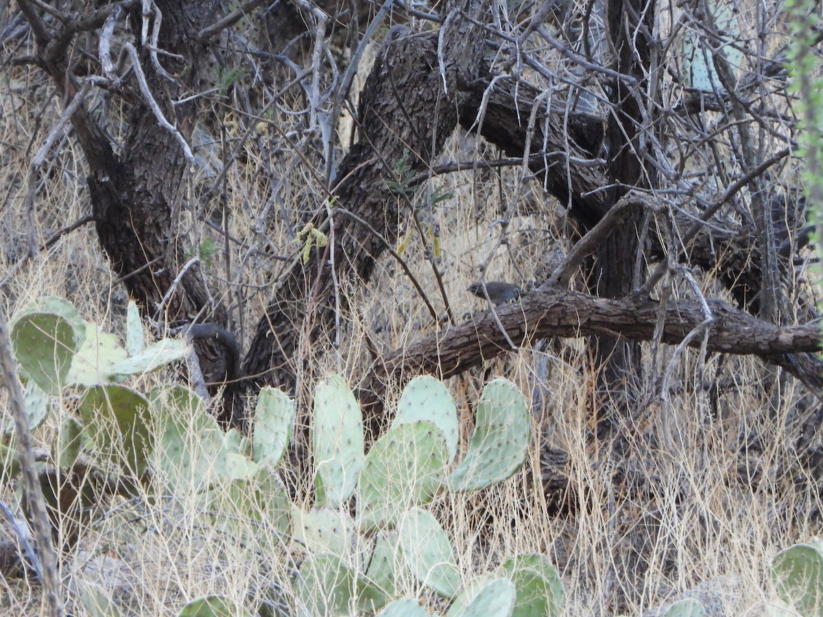 Five-striped Sparrow - ML637995103