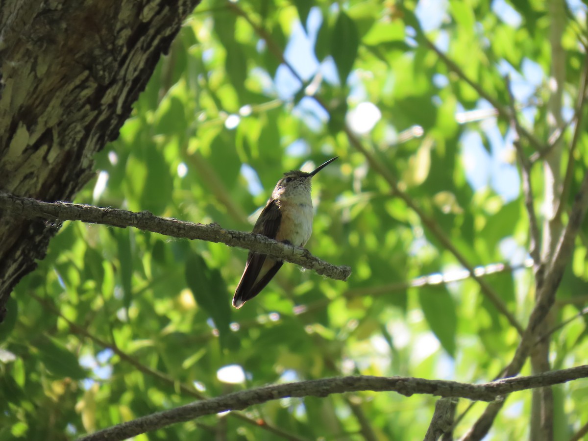 bredstjertkolibri - ML637995106