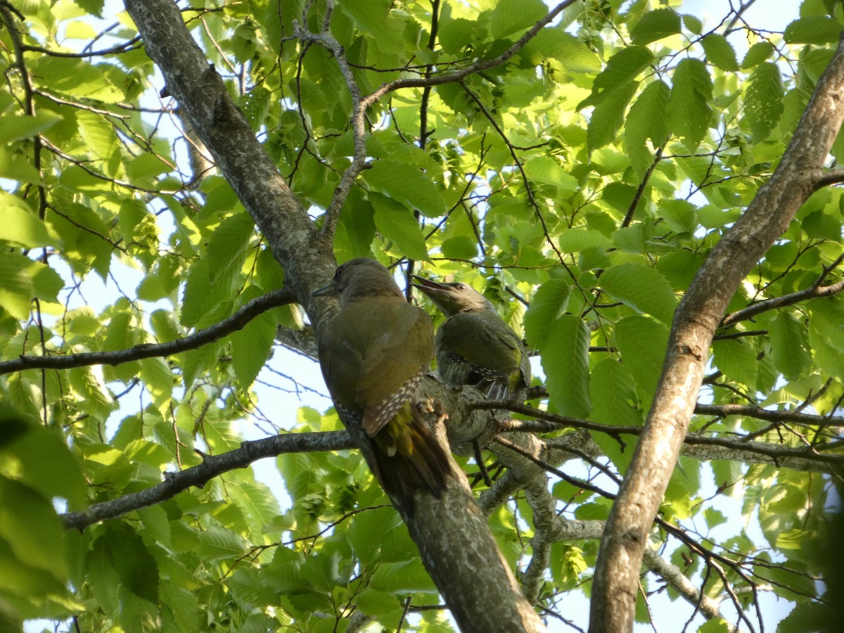 Седой дятел - ML637995108