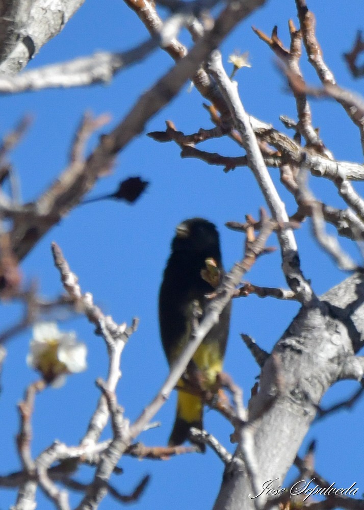 Black Siskin - ML637995112