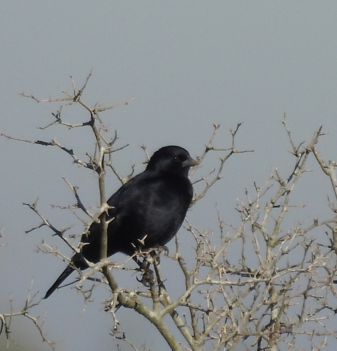 Screaming Cowbird - ML637995116
