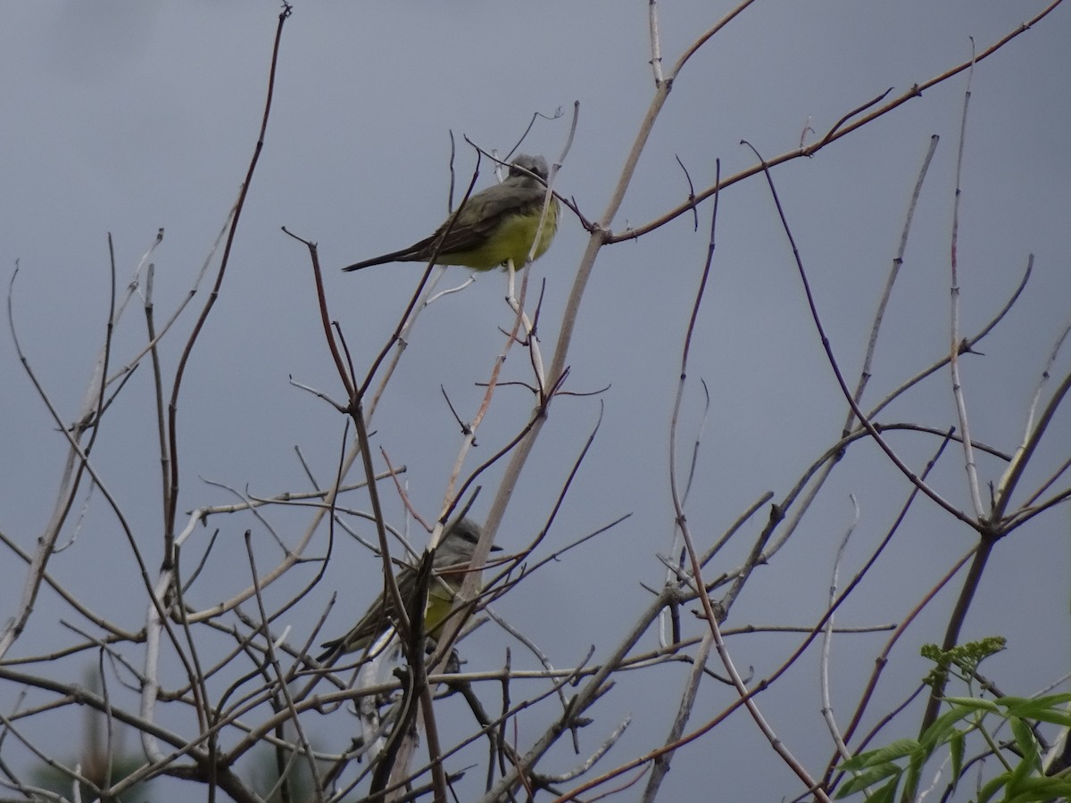 Western Kingbird - ML637995123
