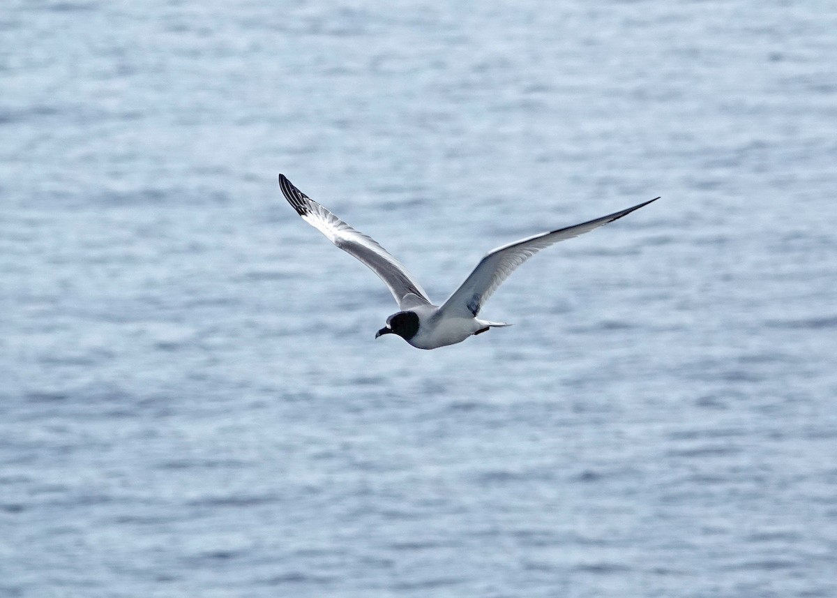 Swallow-tailed Gull - ML637995150