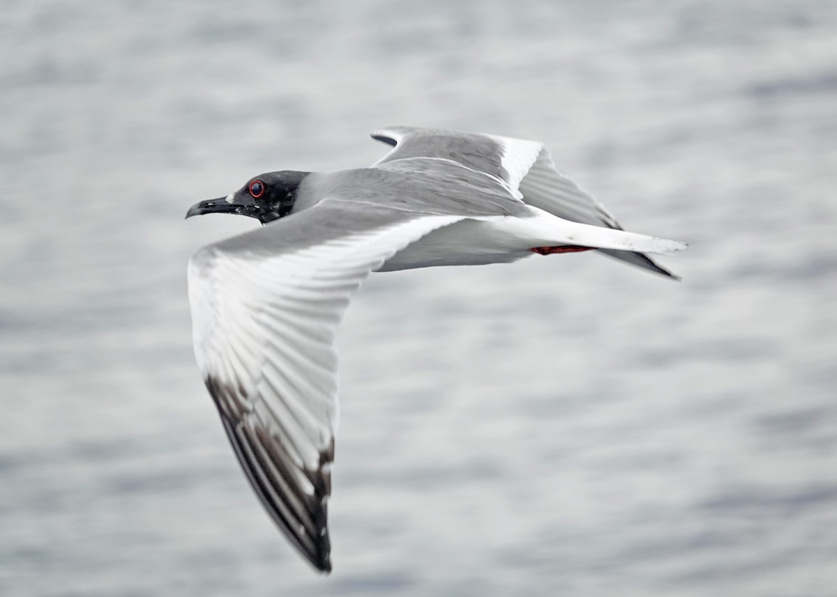 Swallow-tailed Gull - ML637995159