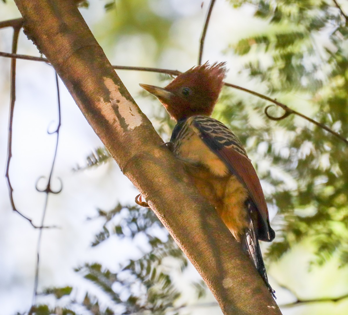 Kaempfer's Woodpecker - ML637995244