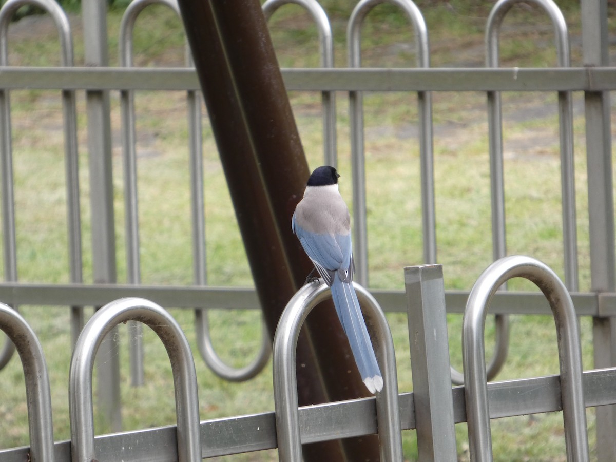 Голубая сорока - ML637995257