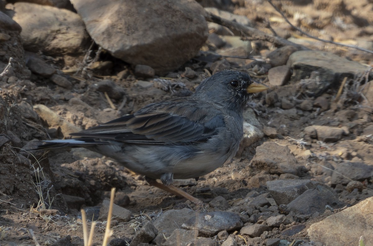 Band-tailed Sierra Finch - ML637995263