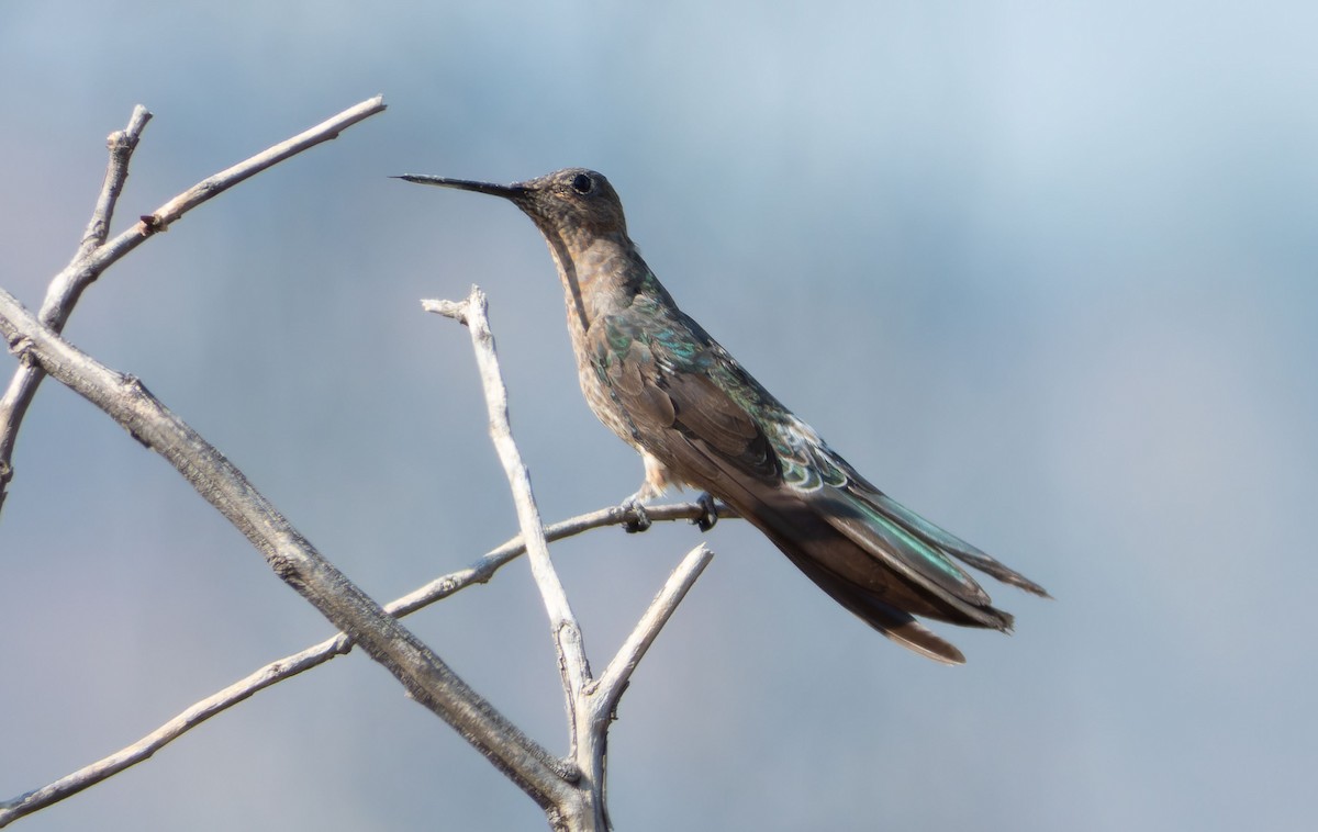 Giant Hummingbird - ML637995277