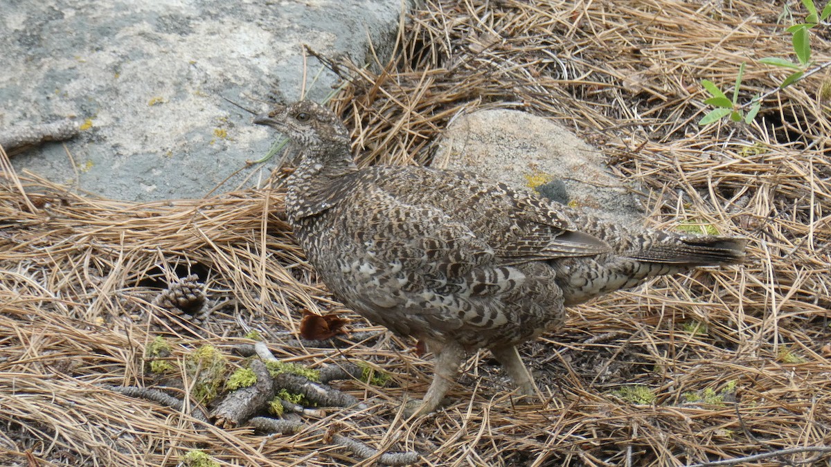 Sooty Grouse - ML637995359
