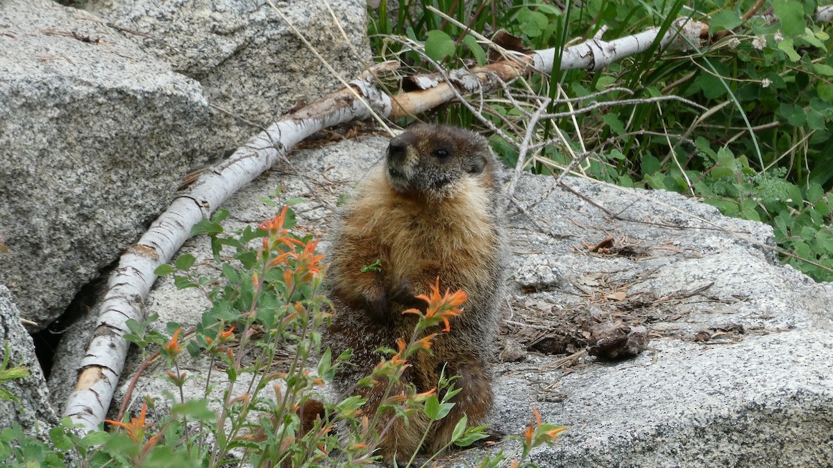 Animals - ML637995433