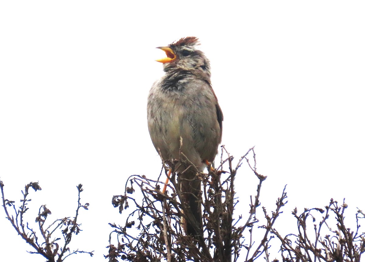 White-crowned Sparrow (nuttalli) - ML637995438