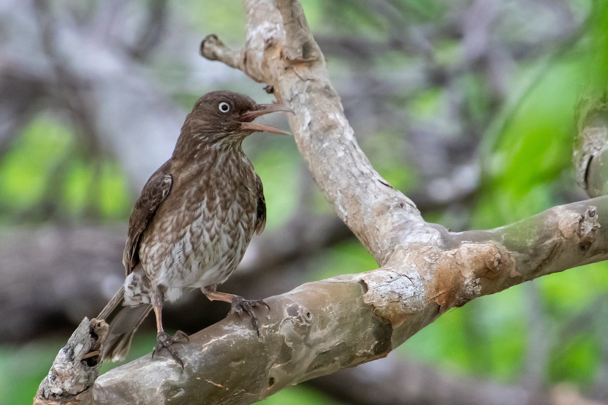 Pearly-eyed Thrasher - ML637995442