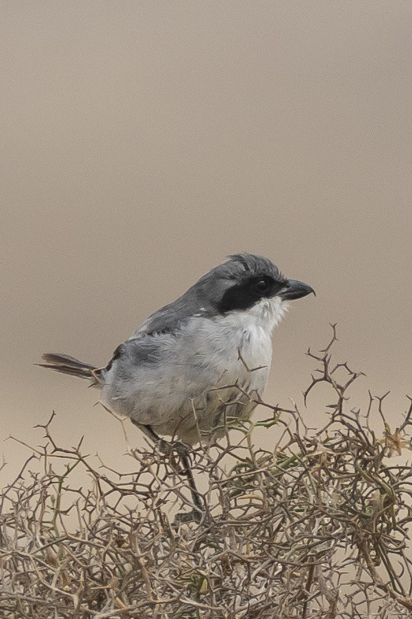 Great Gray Shrike (Sahara) - ML637995486