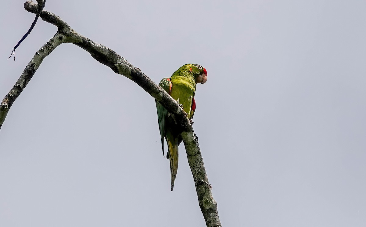 Crimson-fronted Parakeet - ML637995554