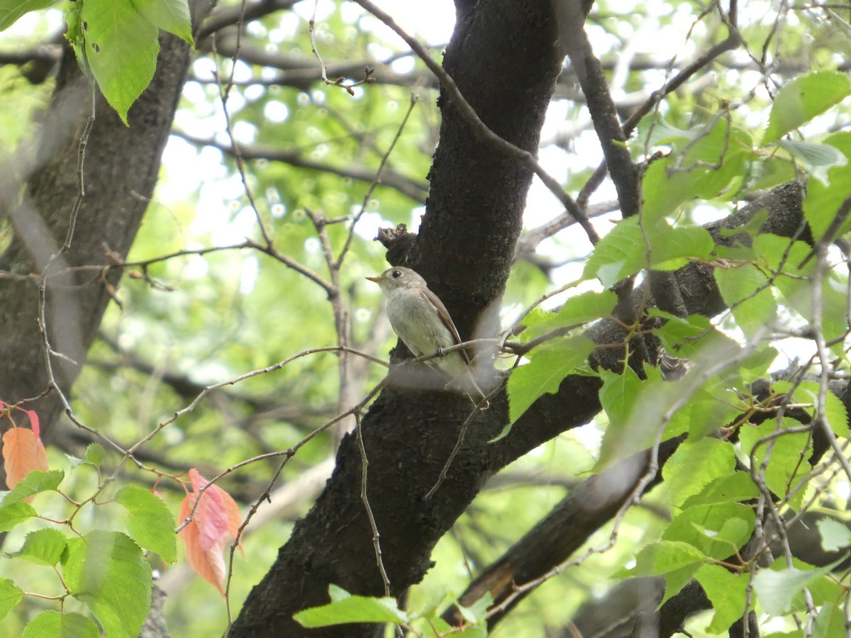 Ширококлювая мухоловка - ML637995558