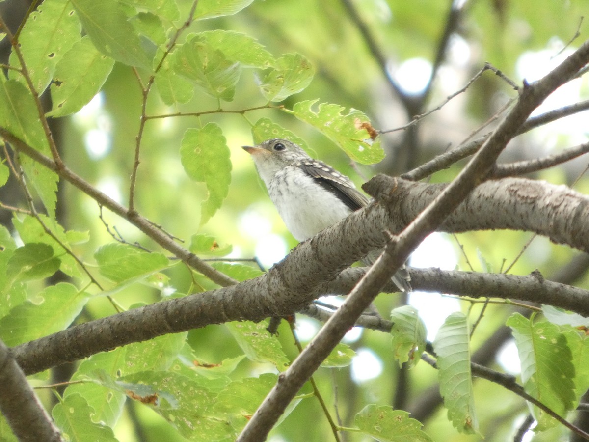 Ширококлювая мухоловка - ML637995559