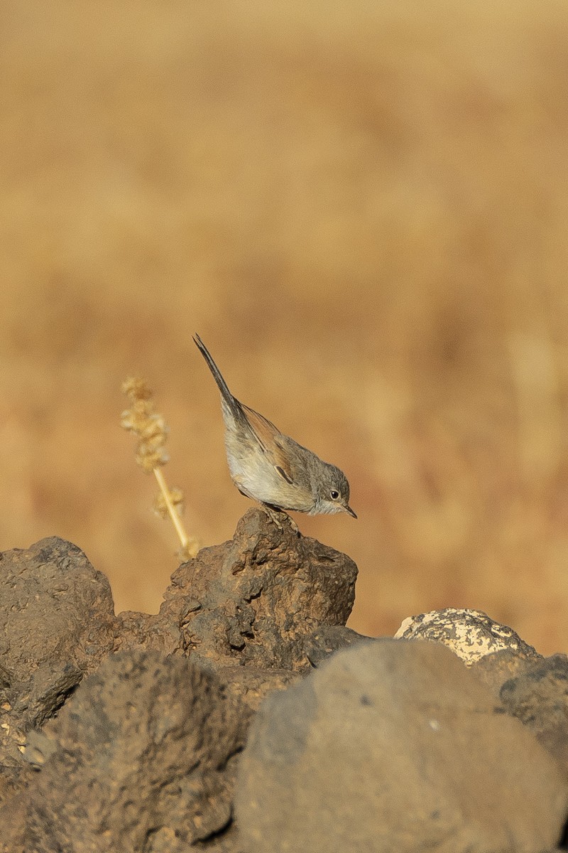 Spectacled Warbler - ML637995561