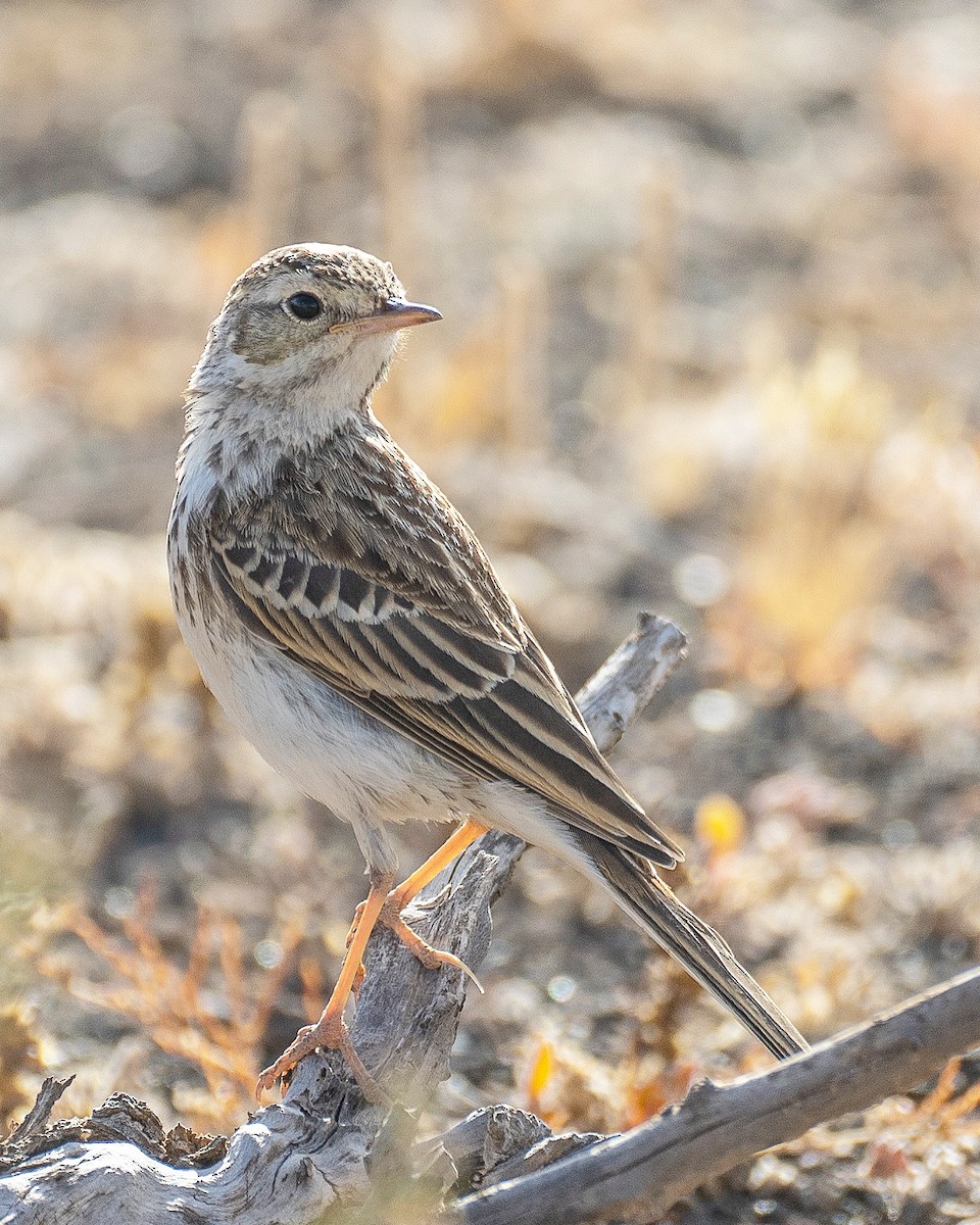 Berthelot's Pipit - ML637995601