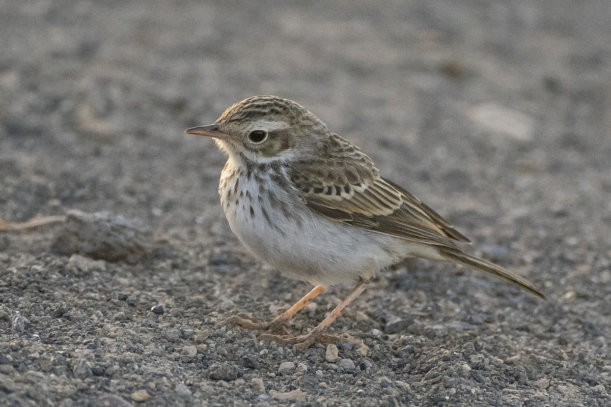 Berthelot's Pipit - ML637995602